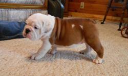 Two adorable male English Bulldog pups ready to be placed with new families.&nbsp; They are current on puppy shots, de-worming, vet. checked, family raised, and a llittle spoiled.&nbsp; Please contact us for additional info:&nbsp;&nbsp; --