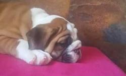 Beautiful male and female bulldog puppies available to go to their new forever homes.They are AKC registered and up to date on all vet work.They are very playful and will make wonderful family members or will also make a nice addition to your kennel.For