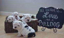 2 female Puppies will be available when they are 9 weeks old .They carry black, blue & tri markings. Serious buyers only.