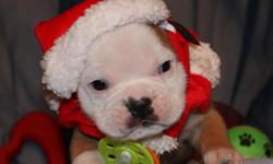 Ready for forever homes on Dec 23rd. Includes all vaccinations, wormings and full AKC rights registration paperwork. www.bullie-dogs.com. 520-249-9981 Sierra Vista, AZ