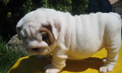 AKC English bulldogs 9 weeks old our puppies are home raised with lots of love and attention they are great with children and other pets short and stocky woth lots of wrinkles and big head 4 males left serious callers onle ca;ll or text any time