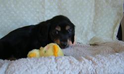 AKC English Cream Dachshunds born 11/20/2010 Black & Cream Female. Puppy is sold with 2 year health contract, vet checked, current on shots and wormings. Parents are on site, pups are well socialized with great conformation. For more information contact