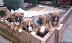 Big and healthy fawn Boxer puppies. 3 males, 3 females. AKC Registered. Shots and wormed. 6 wks old as of 8th of Feb. Ready to go to new homes. Call or txt 561-688-4210 Thanks for looking