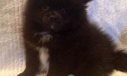 SHe is black with a bit of white on her chin, her chest and back paws. She is playful and lovable.&nbsp;
She has been vet checked and is current on her shots.&nbsp;
Text 217-417-3786
Email mariasscents@yahoo.com