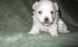 Very nice little AKC female Havanese puppy born 4/12/11 and ready for her new home on 6/6/11. Beautiful white coat that is non-shedding and hypo-allergenic. Perfect for anyone with allergies. Her adult weight will be about 10 to 12 lbs. She comes from