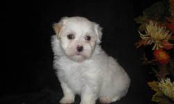 We have a very sweet female Havanese puppy available on 11/24/10. AKC registered with nice champion bloodlines. Exceptional temperament and very loving and sweet. She comes from nice champion bloodlines and will make a great pet for any family. She has an