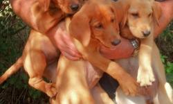 AKC Fox Red Labrador puppies. BORN July 4th 2013. SIRE AKC Jr hunt titled. DARK Red. OFA. DAM PERSONAL pheasant dog/ pet. MALES AND FEMALES. VET WORK done. CALL FOR MORE INFO --