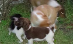 We have 6 male puppies. They're AKC registered. We have orange, black and liver puppies. We're located in Brundidge Al. Call Felicia at 334-707-2059.