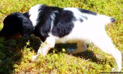 We have AKC registered Brittany puppies. They're males. They're black and white tri color. Both parents are on the premises and are non related. They have up to date puppy shots. The tails are docked and the dew claws are removed. &nbsp;They parents are