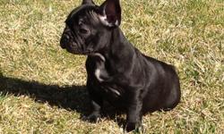 Akc french bulldog female 10 weeks old up to date on shots potty trained active and healthy full akc must see you will fall in love call or text for info 6613614635