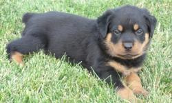 AKC Reg. German Rottweiler Puppies&nbsp;9 weeks old &nbsp;Champion bloodlines the Sire is out of Redwood Krest's Wasco Vom Mariannenthal ll and Kitti Vom Muhlberg top show Dogs you can go online and see all there&nbsp;Great