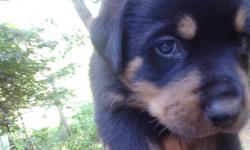 AKC German Rottweiler male and female puppies born 6/4/2014. Shot, wormed, tails docked and dew claws removed. Excellent bloodlines with granddam a pink-papered German import. Around small children and playful. Located in Wilkes County. $500.00