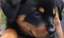 I have some beautiful German Rottweiler puppies available now!!! From some excellent bloodlines (champion) with excellent pedigee's. Nice marking and great temperament. Tails and dewclaws have been removed dewormed several times, first and second shots