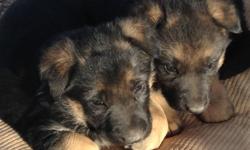 Puppies are ready to go now. Both&nbsp;parents are on site and great&nbsp;with kids. These are very social dogs. They spend a lot of time with our grandkids, ages&nbsp;3&nbsp;and up. The paperwork has been sent in to register them, and the papers are on