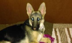 8-9 mo old female GSD knows all basic obedience very intelligent. Don't come much smarter have to sale due to health. She's exceptional dog listens is very calm would be excellent to breed she comes from 1 of Madison county's best breeders a long line