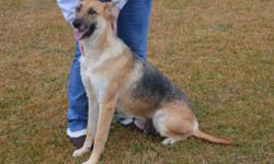 Karma is a 19-month old German Shepherd Female. &nbsp;She is healthy and up-to-date on vaccinations, etc. &nbsp;She would make a good family pet.