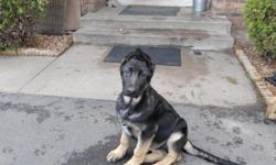 I have a 3 mo Male German Shepherd Puppy available. He has been vet-checked and has had 2 sets of shots. He is a very dark black & tan. He will be a good sized boy. He has been raised with a 4 year old. The puppy is very sweet natured. He is crate-trained
