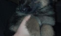 They are eating on the own hard food and water and are very active. I have 5 AKC purebreed German Shepherd puppies for sale. 3 Males and 2 Females. 4 of them are sable looking and the other 2 are more darker which I think they will be Black and Tan. If