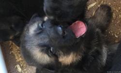 AKC GERMAN SHEPHERD PUPPIES 4 males 2 females born 1/22/16 will be ready to go on 3/22/16