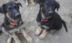 Registered AKC Male German Shepherd Puppies. Bred for quality and temperament. Excellent Blood lines. 9 weeks old. Shots and wormed. Call for more info. -- I also have 2 female pups shown in the pic for $1000.00