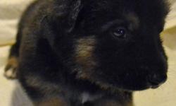 AKC German Shepherd puppies Born 11/01/2013. 2 Black Males and 2 Black females and 1 Black & Tan male and 2 Black & Tan females left.This was a one time breeding.Puppies will be up todate on worming and age&nbsp;&nbsp;appropriate&nbsp;shots.Puppies will