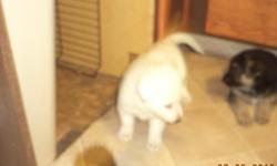 I have one female puppy left, she is AKC registered, Vet checked, wormed and currant on her vaccines. She is a true all white ( polar bear cub lol ) meaning that she is not an albino, as she has a black nose. Will be ready to go home on May 1st. The price