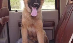 Oso, is a black and tan Sable. He is a 7 month old male German Shepherd who was whelped 02/04/2014. He will come with his AKC registration. We are in search of a loving and active family who can provide him with a loving forever home.&nbsp;His owner who