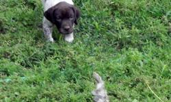 I have three male AKC German Shorthair Pointer puppies for sale. $600.00 each. They have dewclaws and tails done. Wormed several times and will have two rounds of shots. Ready to go AUGUST 1ST. Parents pedigrees full of champs (Premier's Fancy Trail