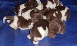 German Shorthaired Pointer puppies! 5 male, 3 female. AKC registered, 1st Shots, vet checked. Dam a natural point back with Rising Sun heritage. Sire an aggressive retriever and natural point back with Hustler heritage, 8 year guide dog at Valhalla. Call