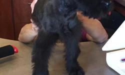 We have a litter of AKC Giant Schnauzer puppies, we have three black females available.&nbsp; They are known as gentle giants and these giants are ready for their new homes.&nbsp;&nbsp; Both parents are laid back,&nbsp; mom is 80 lb and Dad is 90 lb. we