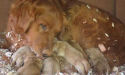 We have 7 Golden Retriever Puppies, AKC registered that will be ready June 28th. &nbsp;
2 females and 5 males left.&nbsp;
I am including pictures of the puppies when they were born so you can see the color of their mother
and also their father. &nbsp;A