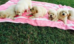 BEAUTIFUL GOLDEN RETRIEVER PUPPIES
WILL BE 8 WEEKS OLD AUGUST 5TH AND READY FOR NEW FAMILIES
2 FEMALE & 2 MALE
PARENTS ON PREMISES
DAD OFA CERTIFIED
CHAMPIONSHIP BLOODLINE
FIRST SHOTS
DEWORMED
DEW CLAWS REMOVED.
