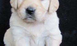 Beautiful AKC registered Golden Retriever Puppies with Champion bloodlines. &nbsp;The father is full English Cream Golden Retriever and the mother is a red Golden Retriever (see pictures). &nbsp;The puppies are a light golden color. &nbsp;both parents are