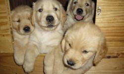 AKC Golden Retriever Puppies OFA Hips and Elbows/ Board Certified Heart and Eye Clearances on Parents
Dam has a PennHip 90th Score, Dew Claws removed, Dewormed and Vaccinated, Vet Checked, Healthy Puppy Certificate, Born 11-23-10 Available 01-20-11, 6