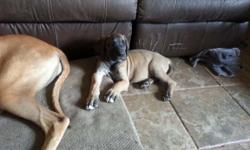 We have one gorgeous AKC 1/4 European male Great Dane puppy available left out of litter of three. He is Fawn with white markings. He has had his shots (age appropriate), worming, a physical exam, and is ready to go to his new home. He turned 8 weeks old