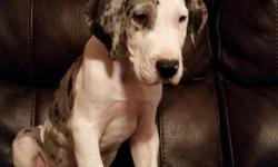 We have 1 male and 5 female great dane babies ready for furever home. Dew claws removed, vet checked all age appropriate shots and wormer. Raised in my home. Both parents on site. $700 Come check em out. Located in connersville indiana. Email at