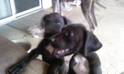 Beautiful AKC Great Dane puppy's, Handled Daily, First Shots, Born August, 13, 2010. Mother and Father available for viewing. (1) Male, (4) Females. Black with white markings, one Mearl. Call 559-991-5194