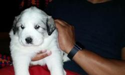 AKC registered Great Pyrenees puppies for sale. We have 3males and 3females. They will be 6weeks old Memorial weekend and ready to go to new homes. They are wormed and have received first round of vaccines. Great Pyrenees are known as "gentle giants."