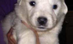 Please see our website for more details. We breed AKC Great Pyrenees with fabulous temperaments and excellent work ethic on the farm or in the home.
http://joyfulnoisegoats.webs.com/our-great-pyrenees
We currently have 1 reservation spot left for a male