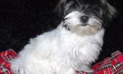 Check out the new video posted 11/29/2010 AKC Angel is the nicest puppy she is so much fun . Very confident wanting to learn. She is happy well balanced not shy likes other dogs very social.Both of her parents are on the premises and have good