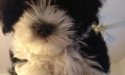 i have a male Havanese puppy for sale. First shots, dewormed with full AKC registraion. 10 weeks old. please check out my website at havanesepalace.com. any questions call dawn at 805-260-2047
