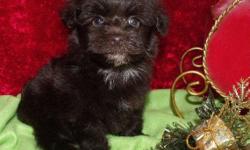 Check out Video on my web site In the Havanese Nursery www.cottonwoodfarm.net Chocolate Flash exquisite little boy He is going to be on the small side . All of my chocolates keep their nice rich chocolate color with out fading . He has a little white