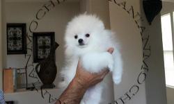 AKC Creamywhite male Pomeranian, Gorgeous Teddy Bear and scowling face, Huge thick coat, Very Dark dark pigmentation, nice tail and ears standing, good bite, small ears, His estimates 4 lbs, he has first set of shots, dewormed, bathed and flea treated,