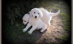 We have, Pure Breed, 9 weeks old, AKC, English Cream Golden Retriever puppies available for sale.&nbsp;
Both parents with International Champion blood line, AKC registered and have a pedigree...Parents is: Prince Jax II and Jessie Bell VI. Grandparents
