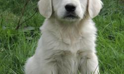 We have, Pure Breed, 11&nbsp;weeks old, AKC, English Cream Golden Retriever puppies, only 3 males left available for sale.&nbsp;
Both parents with International Champion blood line, AKC registered and have a pedigree...Parents is: Prince Jax II and Jessie