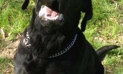 AKC black Labrador retriever Beautiful blockhead English Labrador retriever and extremely smart dog eager to please Great pedigree. Produces wonderful puppies call for further information --