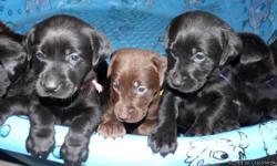 AKC Labrador Puppies
Black puppies $500, Chocolate Puppies $600
Females & Males Available. These puppies have great blood lines and will make great hunting dogs or pets. Family Raised & well socialized! Puppies were born on 03/03/11. Puppies have been vet