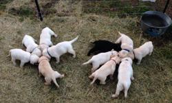 Quality puppies and stud Service available Labrador Retriever thrives as part of an active family member or as a trusted hunting companion. AKC REGISTER FOR BLOOD WITH PAPERS $900.00 CALL 352-419-2779