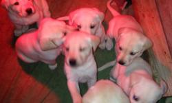 Ready March 15th. AKC Light Yellow Labs. Males $500 Females $600. Dewormed, 1st shots, Vet checked. Both parents on site. Parents hip certified. Pups come with Health Guarantee. ()- or ()-