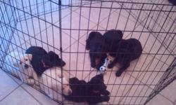 2 White Female, 2 Black Female, 3 Black Male puppies available for sale. Black pups are 450.00 and the Whites are 500.00. All puppies are AKC registered, come with paperwork, leash & collar, have first set of shots from Vet on 9/17/2011, and more.